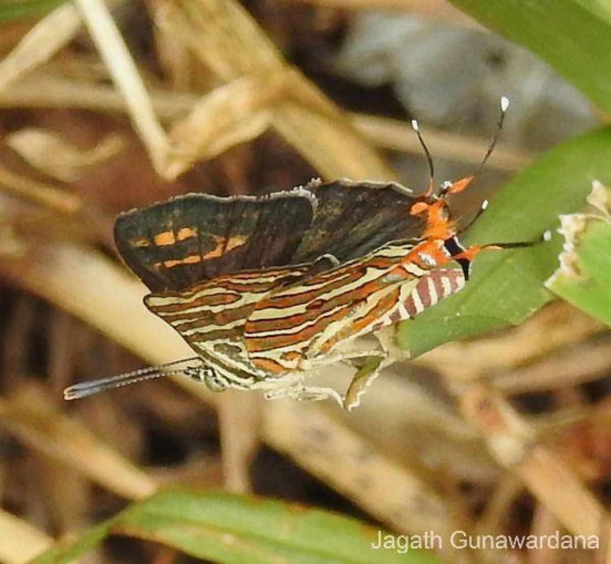 Spindasis vulcanus Fabricius, 1775